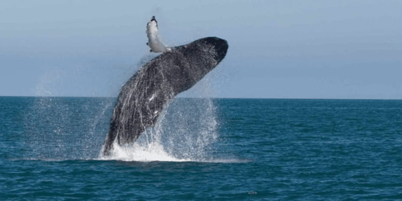 Mirissa: Whale & Dolphin Watching Cruise with Breakfast - Key points to know before booking