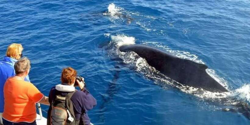 Mirissa: Whale & Dolphin Watching Cruise with Breakfast - Leaving before sunrise for Mirissa Harbour