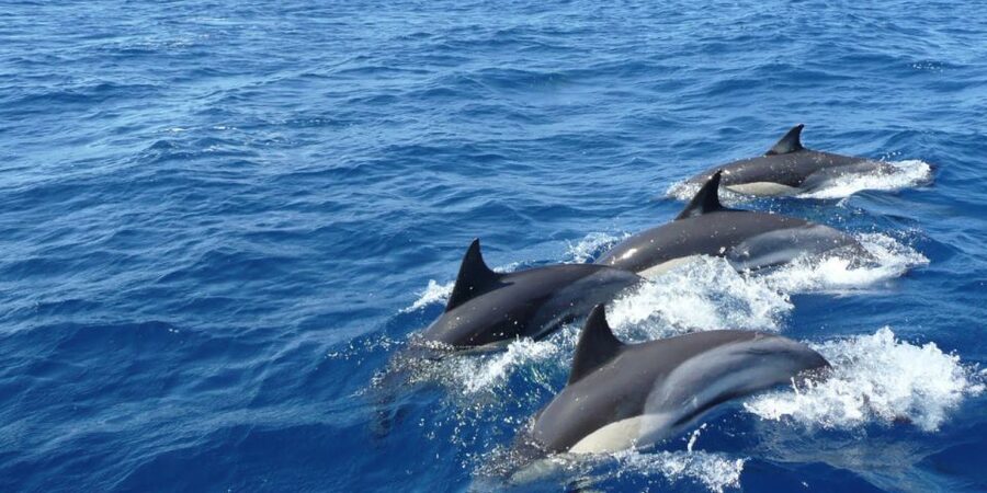Mirissa: Whale & Dolphin Watching Cruise with Breakfast - Is $65 a fair price?