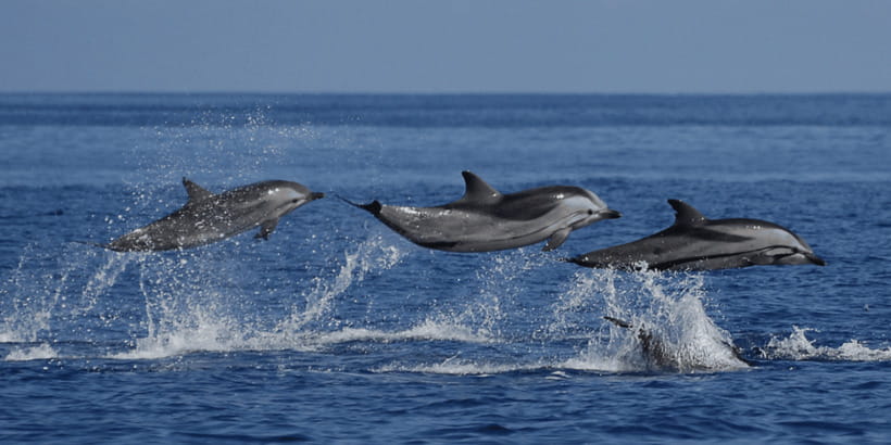 Mirissa: Whale & Dolphin Watching Cruise with Breakfast - Breakfast first, then three hours on the Indian Ocean