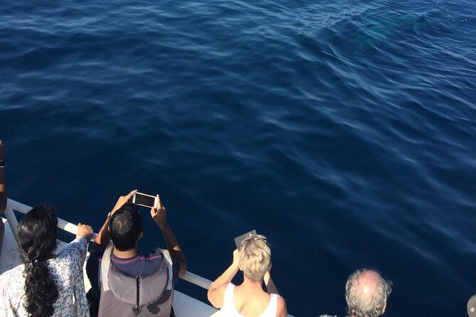 Mirissa Whale & Dolphin Watching Cruise with Geeth’s Crew - Leaving Mirissa Fisheries Harbour at 7:00 AM