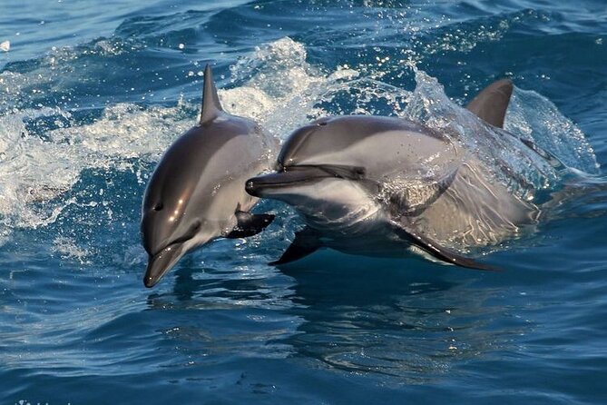 Mirissa Whale & Dolphin Watching Cruise with Geeth’s Crew - Safety measures that make the open sea easier