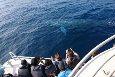 Mirissa Whale & Dolphin Watching Cruise with Geeth’s Crew
