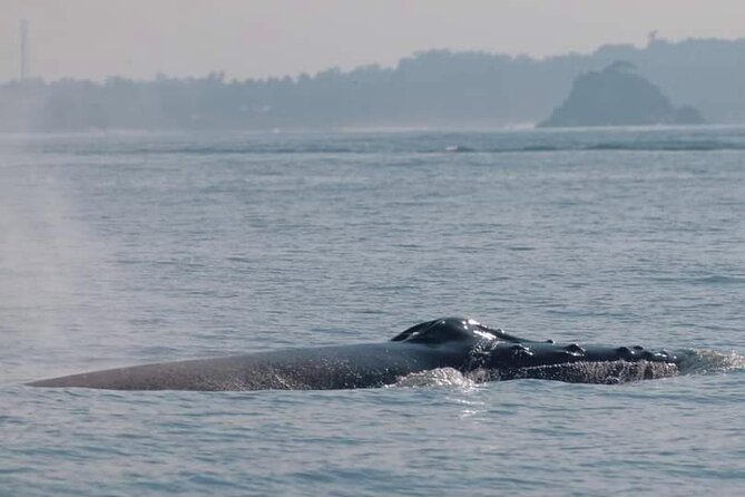 Mirissa Whale & Dolphin Watching Cruise with Geeth’s Crew - What the $29.45 price really buys you