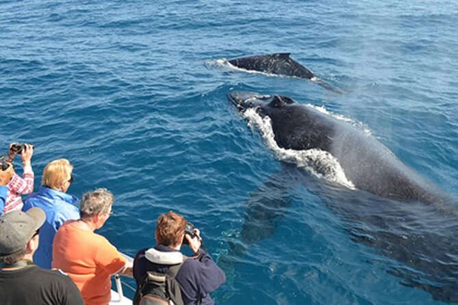 Mirissa Whale & Dolphin Watching Cruise with Geeth’s Crew - Who will get the most from this cruise