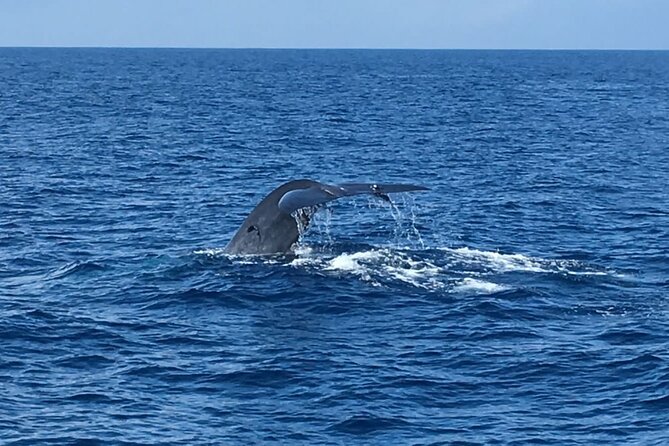 Mirissa Whale & Dolphin Watching Cruise with Geeth’s Crew - Booking, cancellation, and weather advice