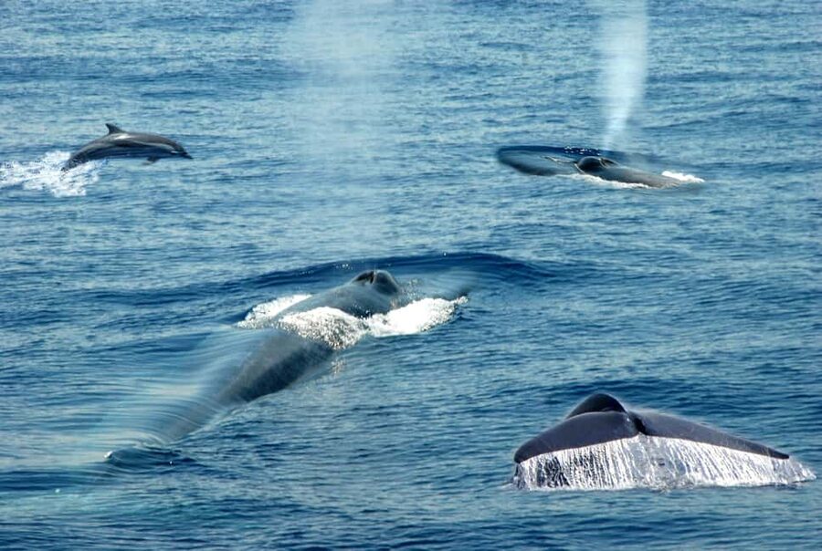 Mirissa: Whale & Dolphin Watching Trip with Private Transfer - Key points to know before booking
