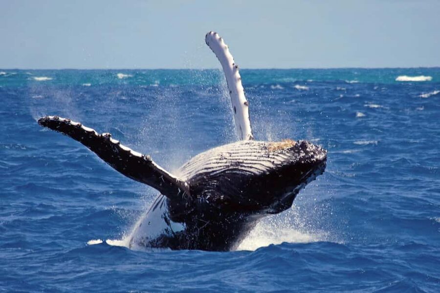 Mirissa: Whale & Dolphin Watching Trip with Private Transfer - Why Mirissa is a popular whale-watching base
