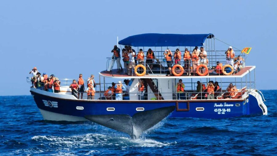 Mirissa: Whale & Dolphin Watching Trip with Private Transfer - Boarding at Mirissa Fisheries Harbour at 7 AM