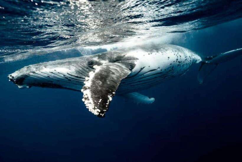 Mirissa: Whale Watching Cruise - Dolphins, seabirds, and the wider marine view