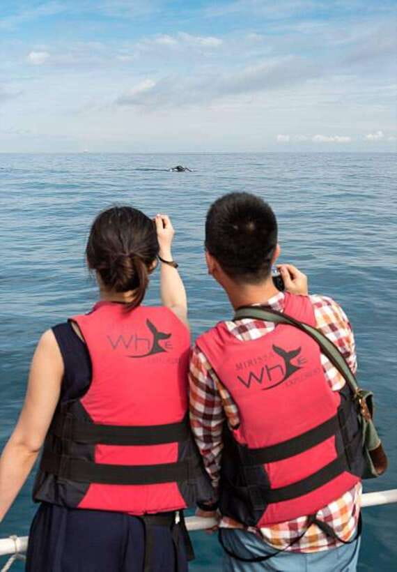 Mirissa: Whale Watching Cruise - Snorkeling is possible, but it is not included