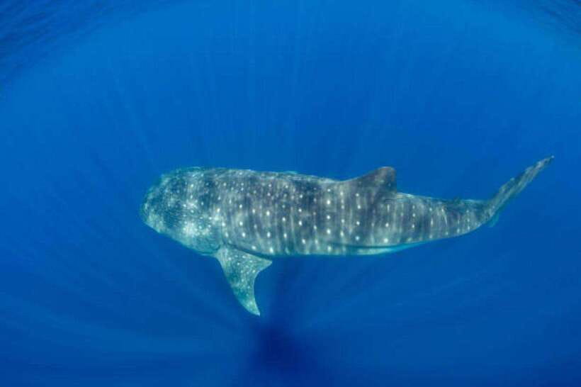 Mirissa: Whale Watching Cruise - Why the November to April timing matters