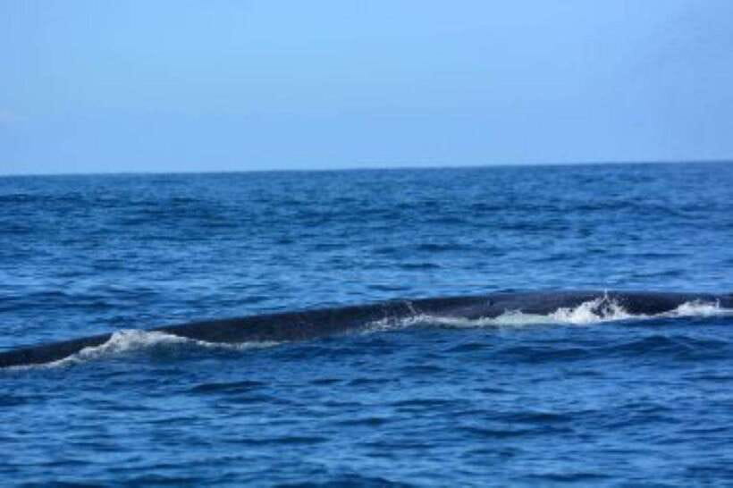 Mirissa: Whale Watching Cruise - My booking advice for Mirissa’s whale cruise