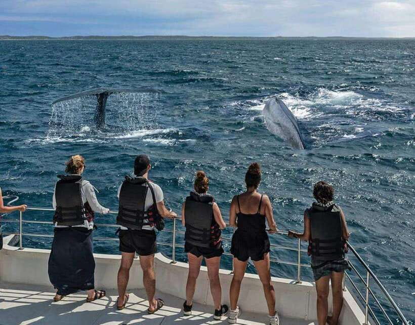 Mirissa: Whale Watching Cruise - Watching for blue whales in open water