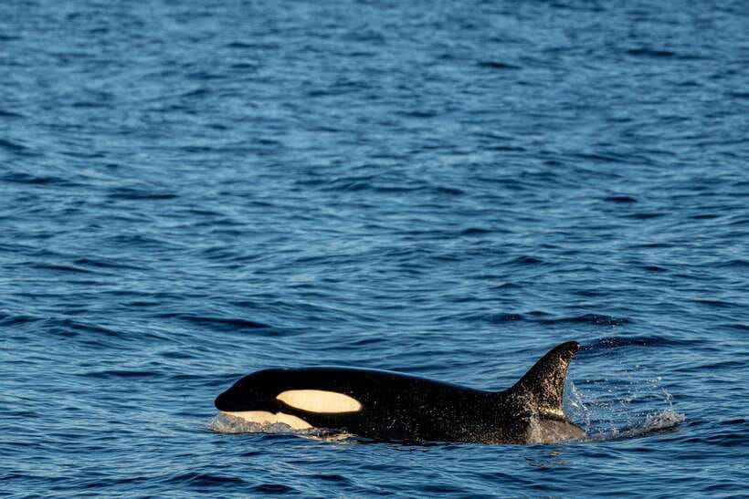 Mirissa: Whale Watching, Snorkeling, and Coconut Hill Tour - Key points at a glance
