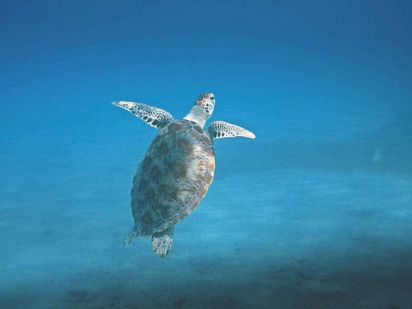 Mirissa: Whale Watching, Snorkeling, and Coconut Hill Tour - Two hours with Mirissa’s turtles