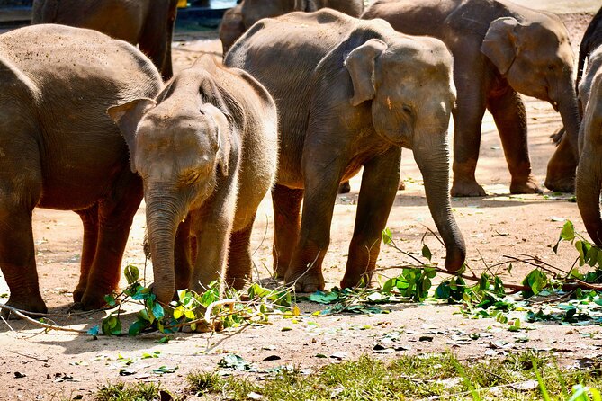 Multiday Safari and Hiking Adventure in Sri Lanka - A three-day route with very little wasted motion