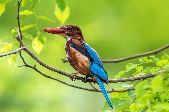Muthurajawela Bird Watching Tour From Colombo & Negombo - Key things to know before you book