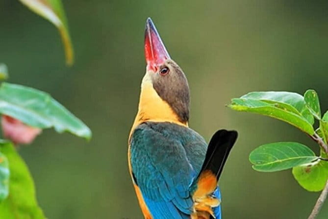 Muthurajawela Bird Watching Tour From Colombo & Negombo - Why Muthurajawela feels different from a city sightseeing trip