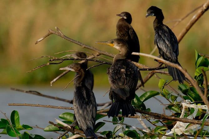 Muthurajawela Bird Watching Tour From Colombo & Negombo - Entering the marsh by private boat