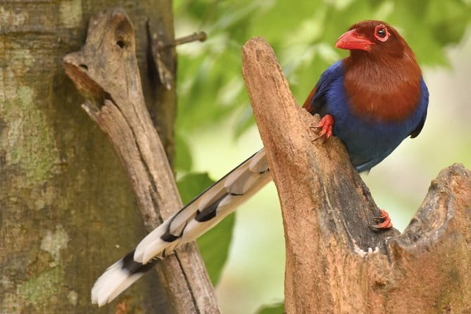 Muthurajawela Bird Watching Tour From Colombo & Negombo - Why the guide matters so much