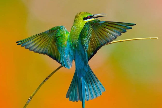 Muthurajawela Bird Watching Tour From Colombo & Negombo - The hotel pickup from Colombo or Negombo