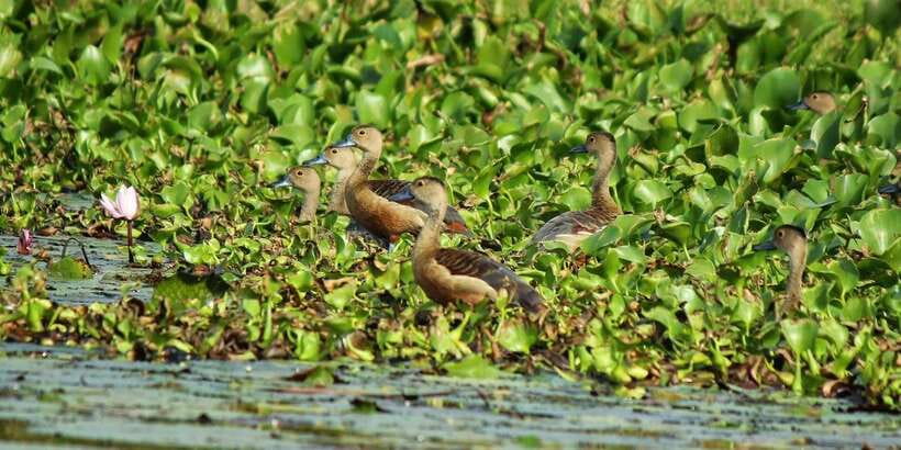 Muthurajawela Bird Watching Tour from Negombo and Colombo - Key points to know before you go