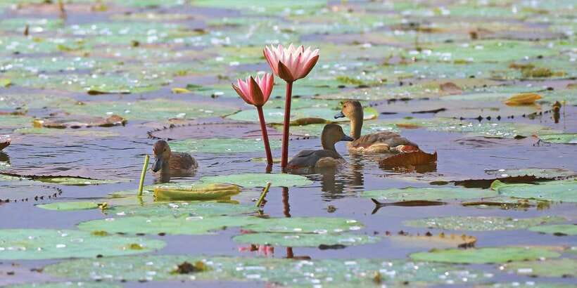 Muthurajawela Bird Watching Tour from Negombo and Colombo - Why Muthurajawela makes a good morning trip