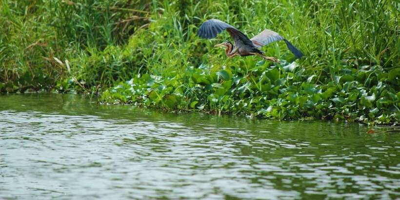 Muthurajawela Bird Watching Tour from Negombo and Colombo - Reaching the Muthurajawela visitor center
