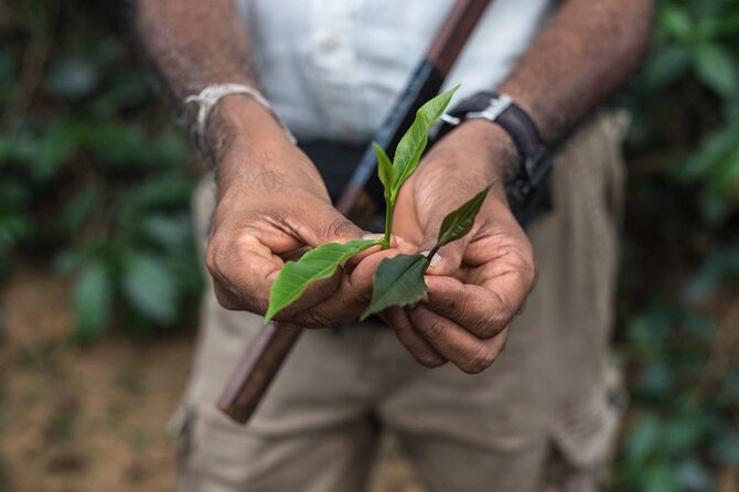 Nandana Tea Walking Tour in Sri Lanka - Key points to know before you go