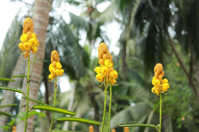 Nandana Tea Walking Tour in Sri Lanka - The optional banana-leaf meal adds real local flavor