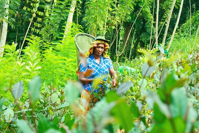 Nandana Tea Walking Tour in Sri Lanka - Akuressa and the Southern Province setting