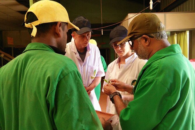 Nandana Tea Walking Tour in Sri Lanka - Time, group size, and practical comfort