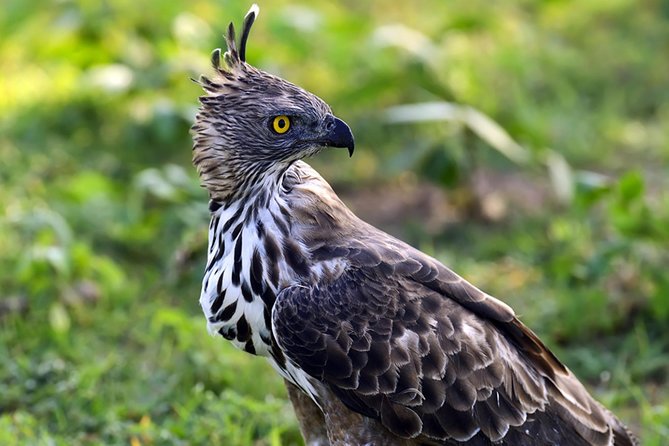 Nature Tour to Udawatte Kele Sanctuary, Kandy from Bentota - Key points before you book