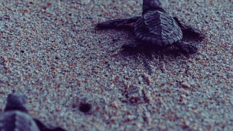 Negombo/Colombo:Private Galle Dutch Fort & Madu River Safari - What the river safari can and cannot promise