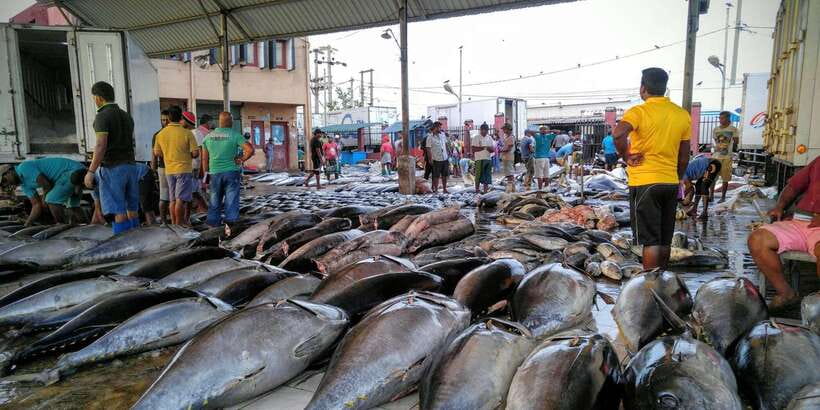 Negombo: Fishing Village Highlights Private Tour by Tuk Tuk - Starting with Negombo’s fish market