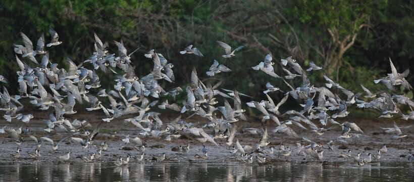 Negombo: Hamilton Canal to Colombo by Boat via Muthurajawela - Reaching Negombo Lagoon and its mangroves