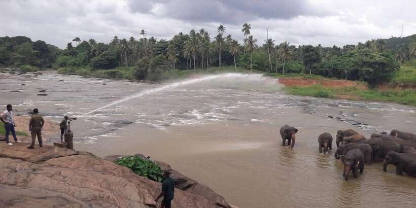 Negombo: Kandy and Pinnawala Elephant Orphanage Day Tour - Key points to know before you go