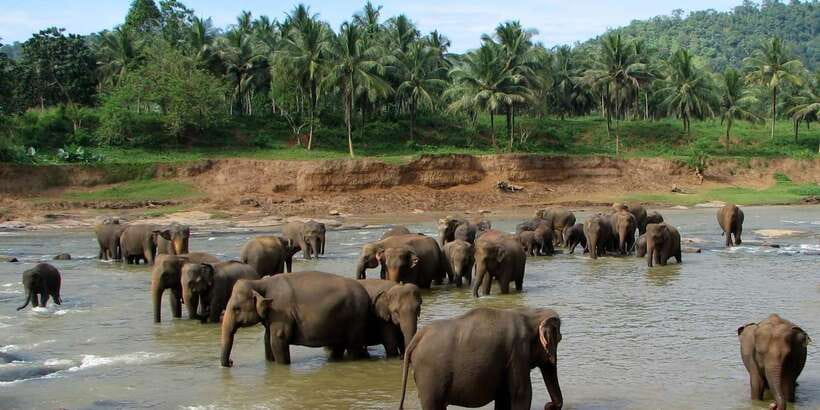 Negombo: Kandy and Pinnawala Elephant Orphanage Day Tour - Why this 14-hour day works for some visitors
