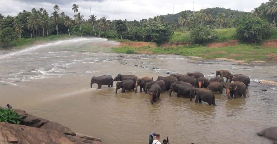Negombo: Kandy and Pinnawala Elephant Orphanage Day Tour - Entering Kandy and the Temple of the Tooth