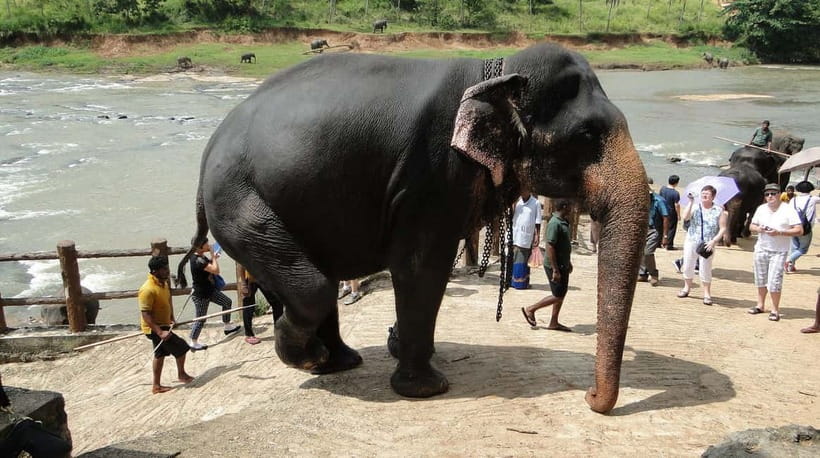 Negombo: Kandy and Pinnawala Elephant Orphanage Day Tour - What $85 gets you