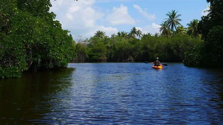 Negombo: Kayaking in the Lagoon - Paddling Into the Mangrove Channels