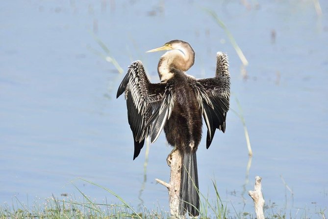 Negombo Lagoon Boat Safari From Negombo - Wildlife: Birds, Monkeys, and Water Monitors