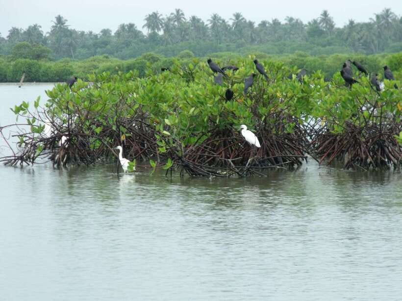 Negombo Lagoon (Mangrove ) Boat Excursion - What makes this Negombo boat day worth considering