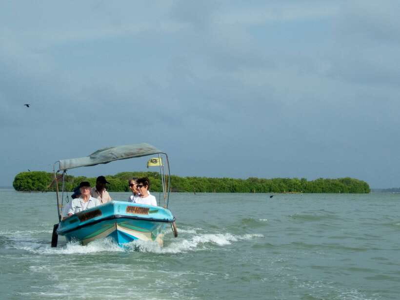 Negombo Lagoon (Mangrove ) Boat Excursion - Pushing into the mangroves