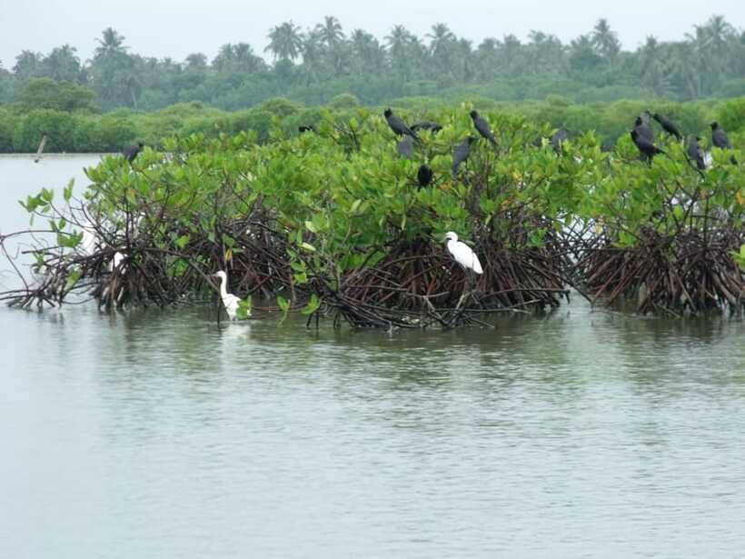 Negombo Lagoon (Mangrove ) Boat Excursion - Fishermen, nets, and boats heading for the sea