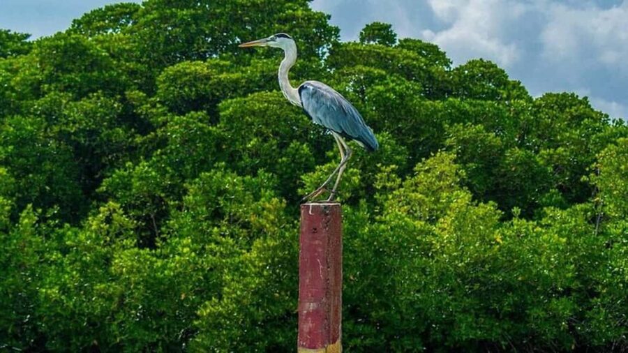 Negombo Private Tour: Market, Temples & Canal - What the premium and full-day options add