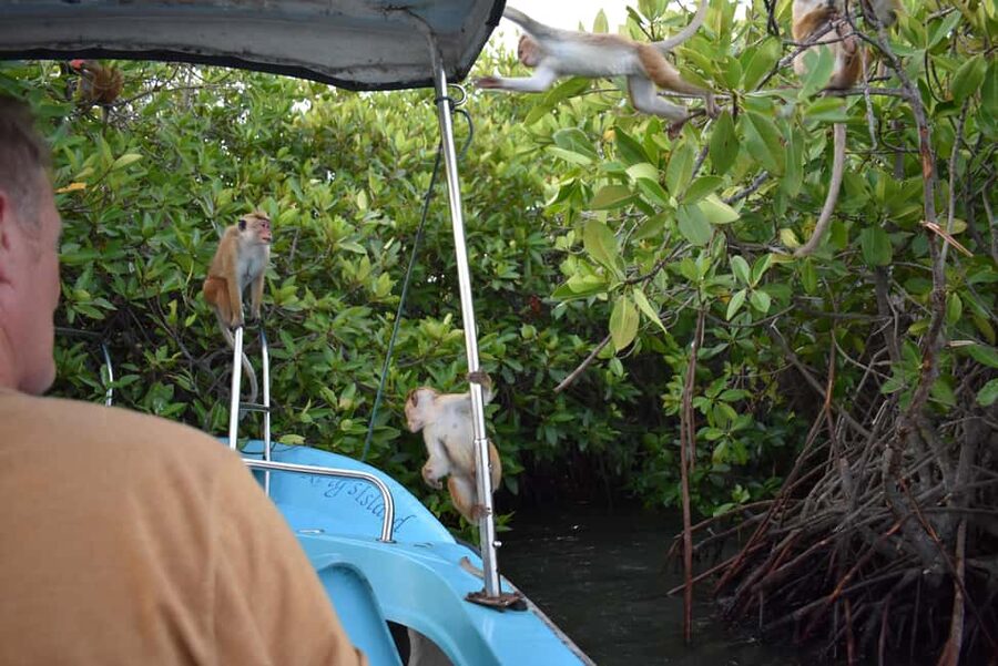 Negombo: Sunset lagoon boat tour with hotel transfers - Is $42 per person fair value?