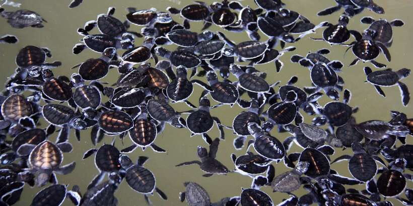 Negombo: Turtle hatchery, River safari, moon stone & Galle - Moonstone Mine: Sri Lanka’s Local Gem Industry
