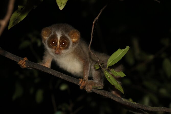 Night Hike to see Elusive & Rare Loris in Sigiriya - Key Points Before You Book